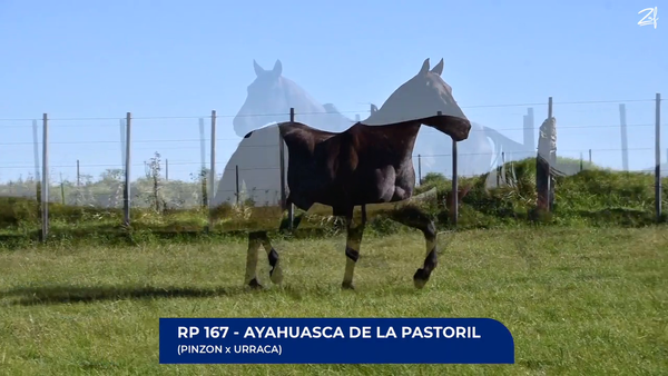 Lote Ayahuasca de La Pastoril