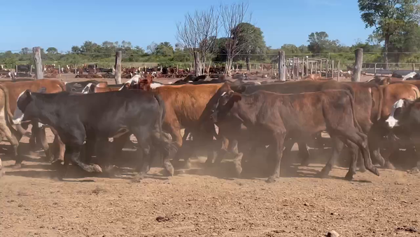 Lote 95 Novillitos en Ibarreta, Formosa