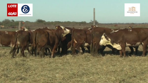 Lote Vaquillas Braford Generales para Servicio (Aptas Reproductivas por Tacto Rectal)