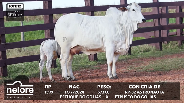 Lote LOTE 12