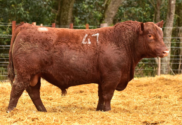 43054 — TOROS ANGUS PC