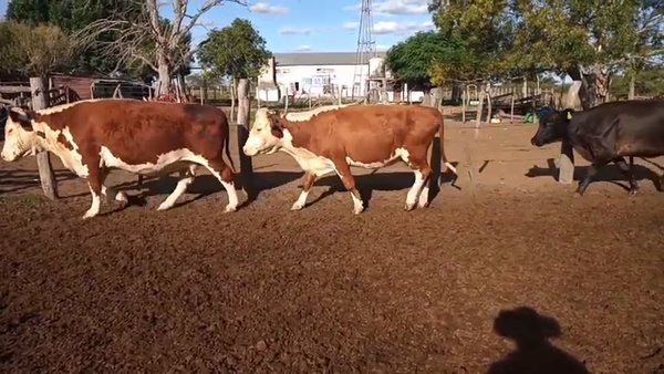  46 Vacas de invernar