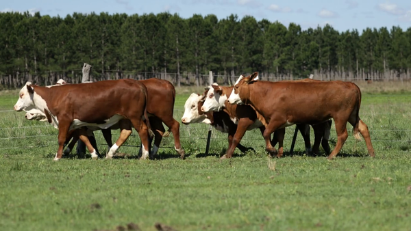 Lote Vaquilla para servicio