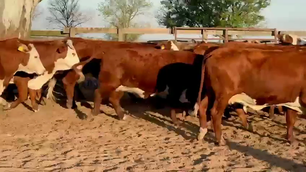 Lote 31 Vacas usadas preñadas