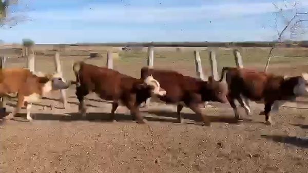 Lote 125 Terneros/as