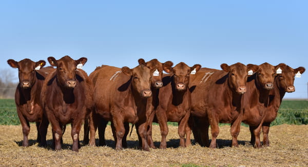 Lote VAQUILLONA ANGUS PC PRIMAVERA