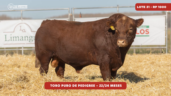 Lote TOROS PUROS DE PEDIGREE - 22/24 meses