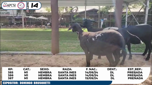 Lote LOTE 14