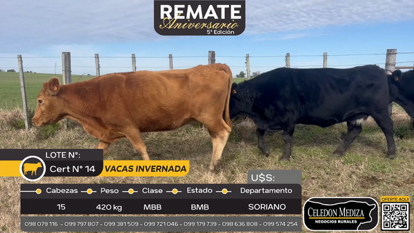 Lote 15 Vacas de Invernada en Agraciada, Soriano