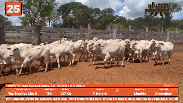 Lote LOTE 25