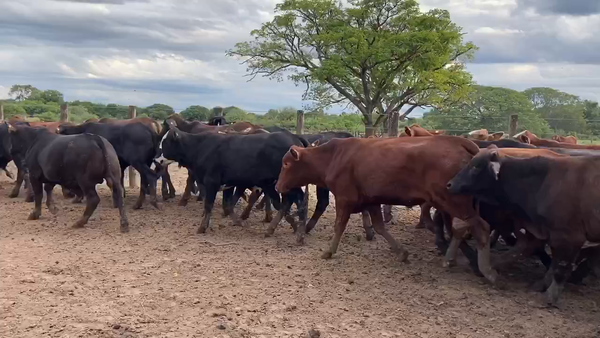 Lote 90 Novillitos en Gral. Vedia, Chaco