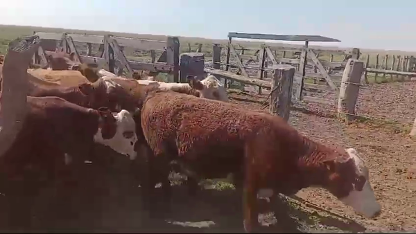 Lote 70 Terneras en Corrientes, Paso de Los Libres