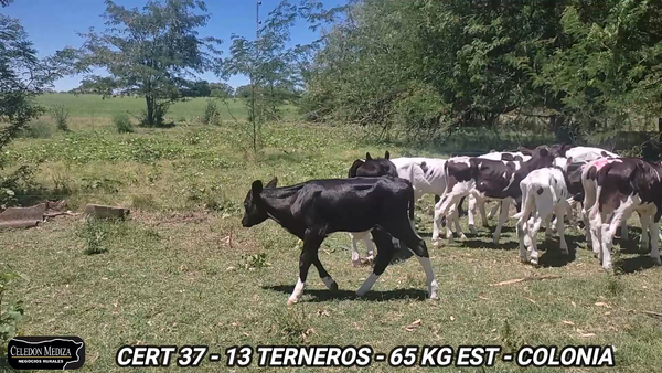 Lote 13 Terneros en Colonia