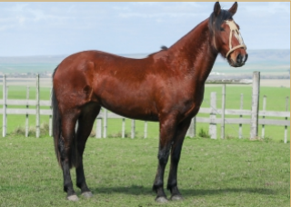 Lote ELEGANCIA 478 DE LA CASILLA