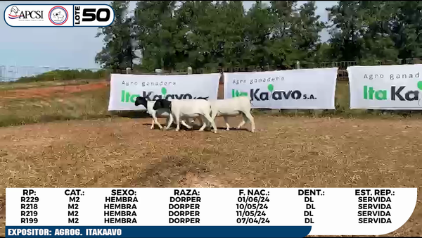 Lote LOTE 50