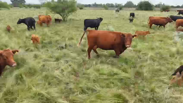 Lote 340 AL CTE NUEVAS