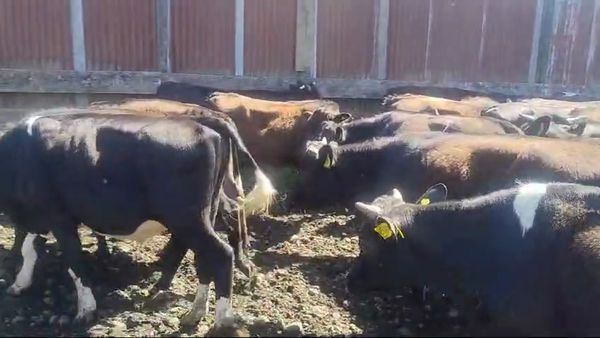 Lote 96 Novillo Engorda en Mariquina, XIV Región Los Ríos