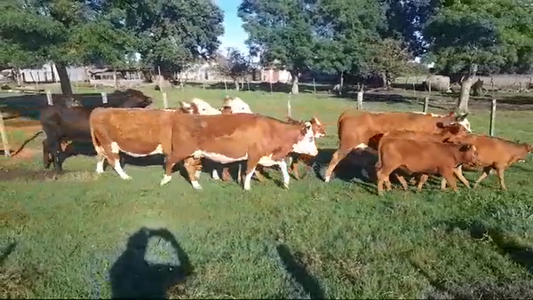 Lote (Vendido)10 Piezas de cría en OMBUE DE LAVALLE