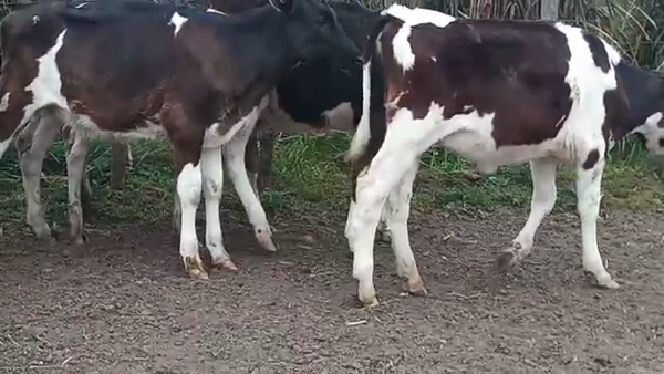 Lote 9 Terneras HOLANDO 80kg - , San José