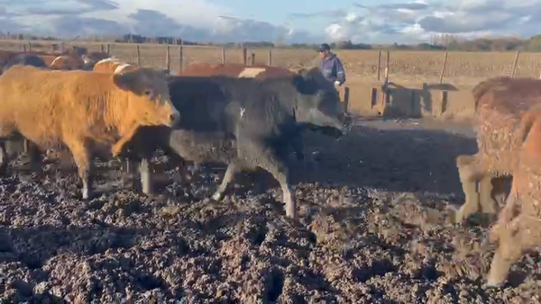 Lote 20 Novillo Gordo en Los Ángeles, VIII Región Biobío