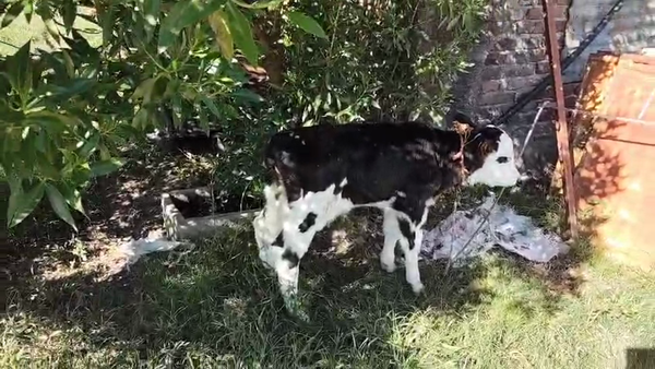 Lote 7 Terneros y Terneras 60kg - , San José