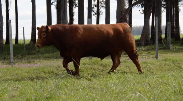 Lote ABERDEEN ANGUS PURO CONTROLADO SA