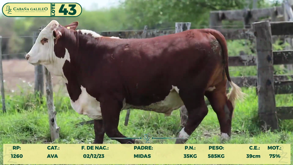Lote LOTE 43