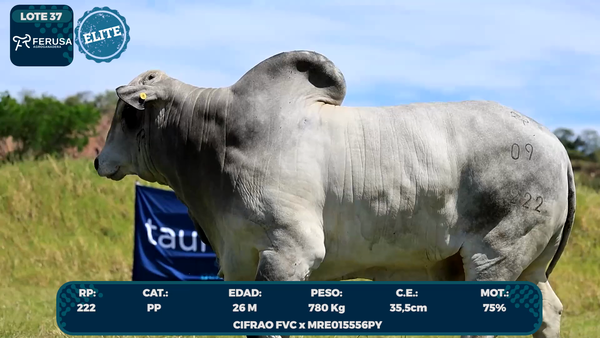 Lote LOTE 37-ELITE