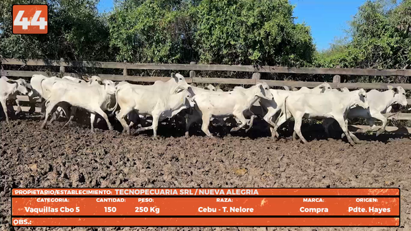 Lote LOTE 44