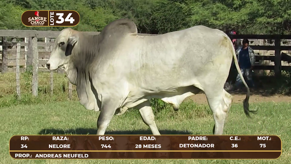 Lote Lote 34