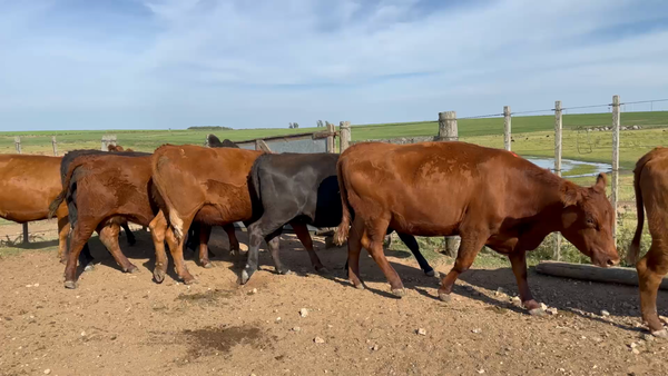 Lote 40 Vientres Preñados en Reboledo, Florida