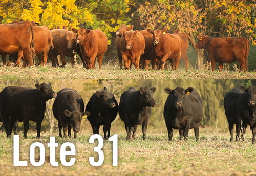 Lote 3 TERNERAS PURAS DE PEDIGREE