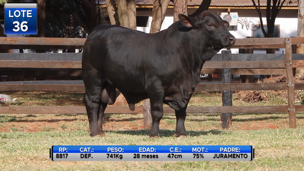 Lote TOROS BRANGUS  -LOTE 36