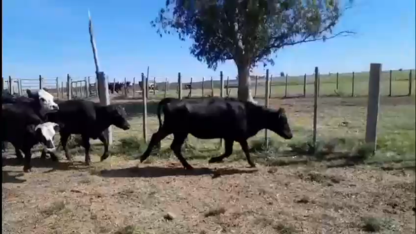 Lote 28 Vaquillonas  Angus en San Gregorio