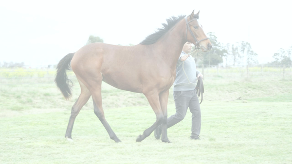 Lote CLASSIC MAR (MARIGNAC - CLAIRE SIMOFF)