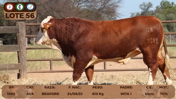 Lote LOTE 56