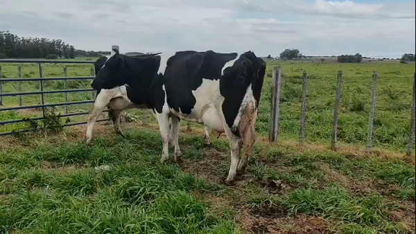 Lote 2 Vaca 600kg - , San José