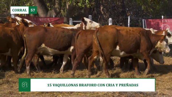 Lote 15 VAQUILLONAS BRAFORD CON CRIA Y PREÑADAS