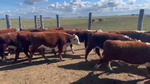 Lote 75 Terneras en Chascomús, Buenos Aires