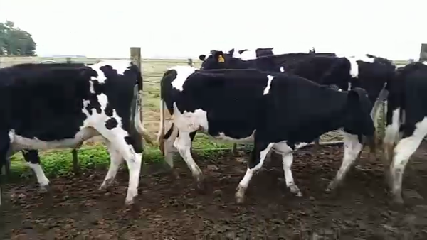 Lote 11 Novillos CRUZA 330kg - , San José