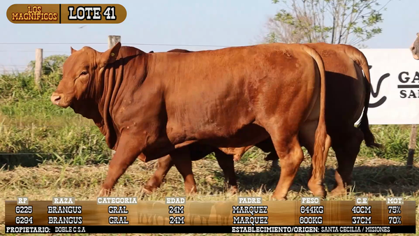 Lote LOTE 41 - VIVO