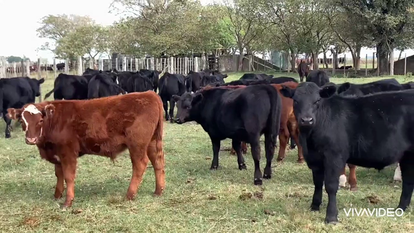 Lote 112 Terneros en Pila, Buenos Aires