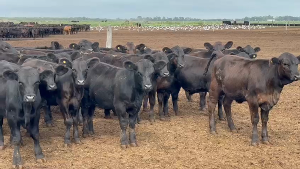 Lote 84 Terneros en America