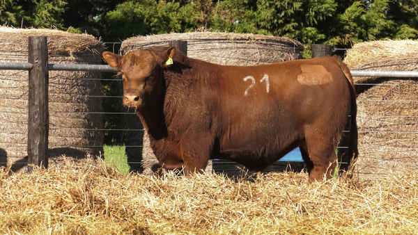 Lote TOROS ANGUS PURO CONTROLADO