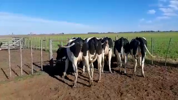 Lote Vaquillonas Preñadas - Agropecuaria Don Roque