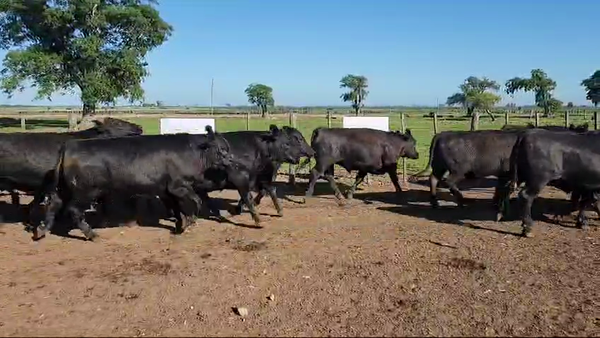 Lote 36 Novillos Gordos Exportación UE HILTON