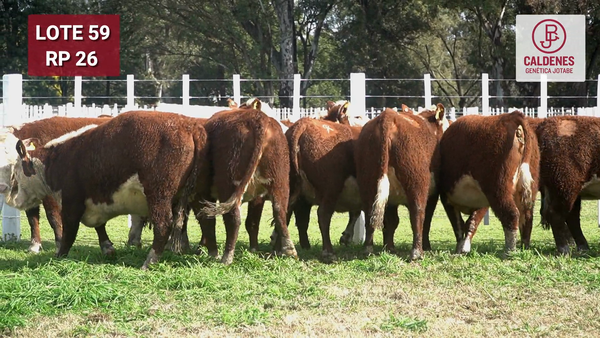 Lote VAQUILLONA PURAS REGISTRADAS PREÑADAS POR INSEMINAC. ARTIFICIAL, PARICIÓN PRIMAVERA.