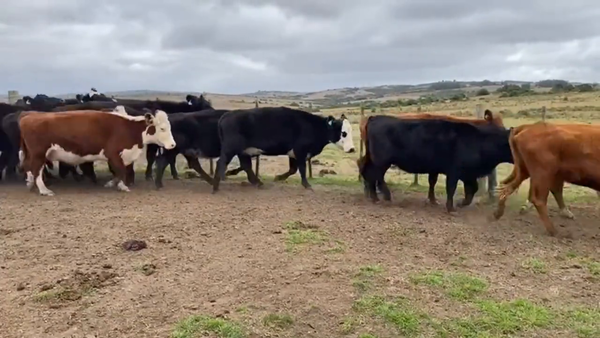 Lote Vacas Preñadas