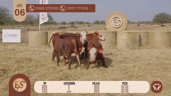 Lote TERNERAS BRAFORD CBO 5