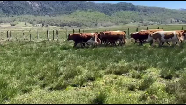 Lote 45 Novillo Engorda en Lonquimay, IX Región Araucanía